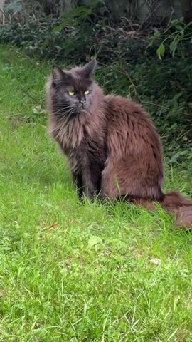 A long-haired cat with brown fur and yellow eyes sits in green grass, facing left. The cat's tail is bushy and curves to the right. Behind the cat, there is dense green foliage and trees. The video shows the cat's head turning slightly to the left.