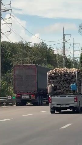 A silver pickup truck is driving on a paved road, loaded with a large quantity of coconuts. The coconuts are piled high in a metal cage secured to the truck bed. Two plastic containers, one dark and one blue, are also attached to the cage. A red semi-trailer truck is visible in the background. The scene is outdoors, with trees and utility poles lining the road. The sky is partly cloudy.