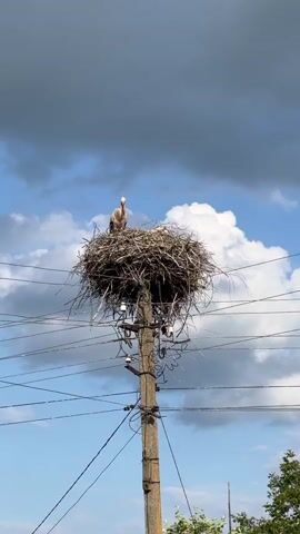 A stork stands on a large nest made of twigs and branches, which is built on top of a utility pole. The nest is surrounded by a network of electrical wires. The sky is cloudy, with patches of blue visible. The stork is facing the camera and appears to be looking directly at it. The video is filmed from a low angle, looking up at the stork and the nest.