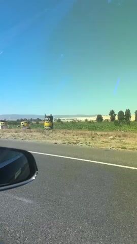 The video is shot from the perspective of a passenger in a car, looking out the right side window. The car is moving along a paved road. To the right of the road, there is a dry, grassy field with some scattered bushes and trees in the distance. Several large, yellow, and blue Minion figures, characters from the Despicable Me franchise, are standing in the field. One Minion figure is closer to the road and appears larger than the others, while two more are further back and smaller. The sky is a clear, bright blue. The sun is shining, casting shadows. The overall impression is of a sunny day in a rural or semi-rural area.