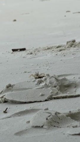 A small, light-colored crab is on a sandy beach. The crab is facing forward and appears to be standing on some sand. The sand is light colored and appears wet in places. There are some small pieces of driftwood scattered on the sand. The background is out of focus and appears to be more sand and possibly water.