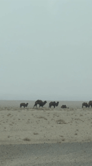 Camels traverse desert landscape in Guazhou County, China
