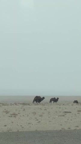 The video depicts a group of camels walking across a desolate, beige-colored landscape under a heavy, overcast sky. The camels, varying in size, move across the terrain, which appears sparsely vegetated. The overall atmosphere is bleak and muted due to the pervasive fog. In the foreground, what appears to be a road or paved surface is visible, suggesting the video was taken from a vehicle. As the video progresses, the group of camels disperses somewhat, with some trailing behind the others.