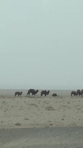 Camels traverse desert landscape in Guazhou County, China