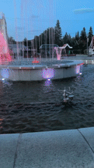 Illuminated fountain display captured at dusk with colored water jets