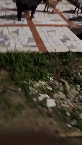 The video shows a group of goats standing on a tiled patio. There are about seven goats, ranging in color from black to brown to grey. The patio has a decorative tile pattern with red, white, and blue elements.  Behind the goats is a building under construction, with orange pillars and scaffolding. There's a person standing on the construction site, seemingly observing. The foreground shows some grass and rocks. The lighting suggests it is dusk or night.
