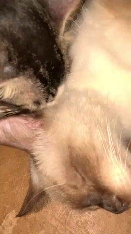 The video shows two cats lying on a beige floor, in what appears to be a tiled room. The cat on top is a mix of gray and white, while the other cat is a Siamese with tan fur. The camera zooms in on the Siamese cat's face, showing its closed eyes, tan fur, and white whiskers. The Siamese cat twitches a bit during the video.
