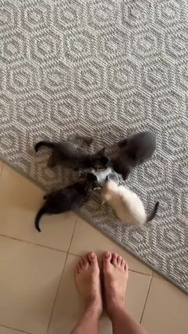 The video shows four kittens crowded around a clear bowl, lapping up milk. The kittens are of varying colors: one is light cream, two are dark gray/black, and one is a tabby mix of brown and black. They are positioned on a textured gray rug that covers a portion of a beige tiled floor. In the foreground, a pair of bare human feet, belonging to the person filming, are visible. The lighting suggests it is daytime. The scene appears to be indoors, likely in a home environment in Obykhovo, Russia. The kittens are engaged in the activity of eating, with their heads bent low over the bowl, indicating a moment of shared nourishment and contentment. There is no visible text in the video.