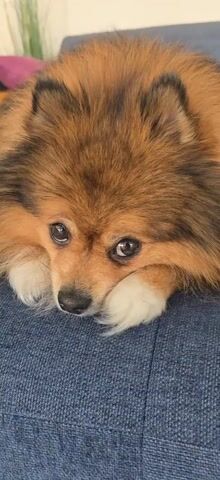 A close-up video features a long-haired dog, possibly a Pomeranian, lying down on a blue fabric surface. The dog's fur is primarily brown and tan with dark tips. It has white markings on its paws, which are resting under its chin. The dog gazes directly at the camera with large, expressive eyes. The background is minimalistic, showing the sofa and hints of a pink object in the upper left corner.