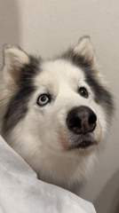 Husky dogs photographed in close-up shots across Russian cities
