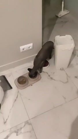 A hairless black cat is eating from a light gray double food dish on a light gray and white marble floor. The dish is against a light gray wall. To the cat's right is a white trash can. Behind the trash can is a white mop. A white electrical outlet is visible on the wall.  To the left of the food dish is a white object and a dark gray dust pan.