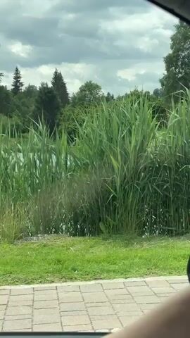 The video shows a view from inside a vehicle looking out at a serene natural scene. In the foreground, tall green reeds line the edge of a calm, turquoise body of water. Beyond the reeds, a fountain sprays water into the air, creating a gentle mist. The background consists of lush green trees and rolling hills under a cloudy sky. A park bench is visible on the grass near the water's edge. The camera moves slightly, offering a panoramic view of the tranquil landscape.