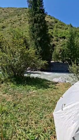 A tent is positioned in the foreground, partially obscuring the view of a natural scene. Beyond the tent, a body of water flows swiftly. The water appears turbulent and is a light, cloudy color, suggesting it may be a river or stream. On the far bank of the water, there is a steep, grassy hillside dotted with trees. Tall, dark green evergreen trees are prominent, interspersed with bushes and lighter green foliage. The sky is a clear, bright blue, indicating fair weather. The overall environment appears to be a wilderness area, likely a mountain or forest setting, suitable for camping.