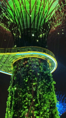 Nighttime Supertrees light display witnessed at Gardens by the Bay