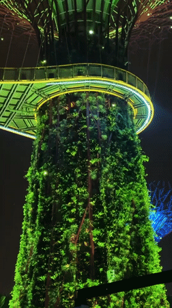 Nighttime Supertrees light display witnessed at Gardens by the Bay