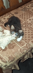 Cats spotted around homes in Tinaquillo, Venezuela Saturday afternoon