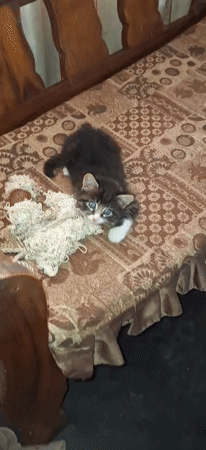 Cats spotted around homes in Tinaquillo, Venezuela Saturday afternoon