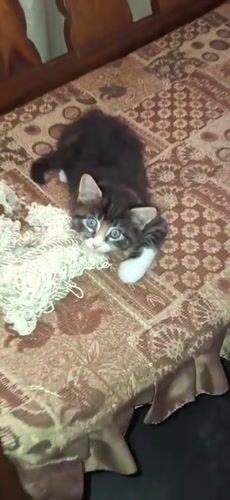 Cats spotted around homes in Tinaquillo, Venezuela Saturday afternoon