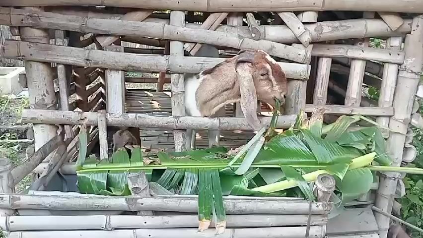 A goat with long ears is eating leaves from a bamboo structure. The structure is made of bamboo poles and is open on the front, allowing the goat to access the food. Another goat is visible in the background, behind the first goat. The environment appears to be outdoors, with some greenery and natural light.