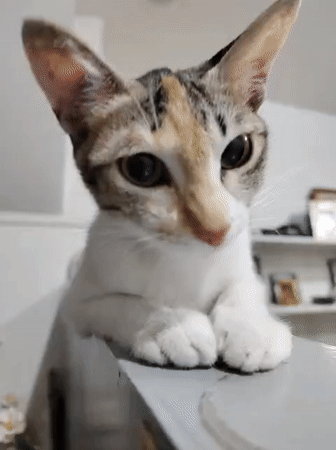 Calico cat's casual morning at home in Davao City