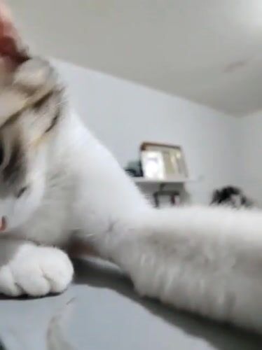 Calico cat's casual morning at home in Davao City
