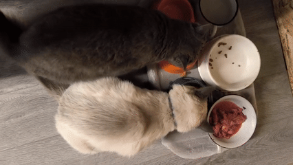 Two cats eat and groom at home in Oktyabrsky