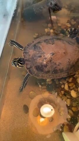 This is a short video clip showing a turtle swimming in a shallow aquarium. The turtle, which appears to be a painted turtle or a similar species, has a brown, speckled shell and distinctive yellow and black stripes on its head and legs. It is swimming in clear water over a sandy bottom with colorful pebbles. A light source, possibly a heat lamp, is visible creating a bright reflection on the water's surface. The turtle is the main subject, and the activity is simply swimming. There are no people visible, and no text is present in the frame. The setting is an indoor aquarium. The time of day and weather are not discernible from the visual information. The video is shot from a high angle, looking down into the tank.