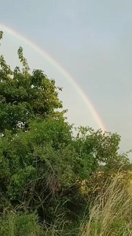 The video shows a natural landscape. A rainbow arcs across a pale, overcast sky. In the foreground and midground, various trees and vegetation are visible, with lush green foliage dominating. A dirt road or path runs alongside the vegetation. The overall scene appears to be an outdoor setting, likely a rural area, possibly after a rainfall given the presence of the rainbow. There are no people or animals visible.