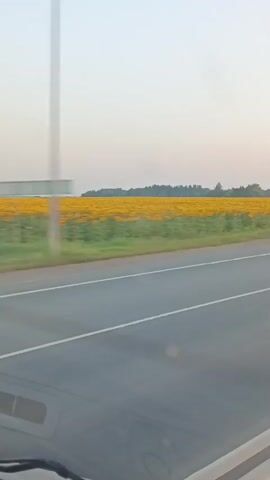 The video shows a roadside view of a vast field of sunflowers. The sunflowers are a bright yellow, stretching as far as the eye can see. They are bordered by a strip of green grass, and beyond that, a line of trees is visible in the distance. The sky above is a pale, hazy blue. In the foreground, a gray asphalt road is visible, with white lane markings. The perspective suggests the video is being filmed from a moving vehicle, possibly a car, as the bottom of the frame shows a portion of the vehicle's interior, including the dashboard and windshield. The overall scene is one of rural tranquility, capturing the beauty of a summer landscape. There are no people or animals visible in the video.