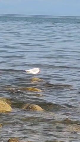 A lone seagull stands on a wet rock in the shallow water near the shore. The water is a clear blue, with small waves rippling across its surface. The sky above is a pale blue, with a hint of clouds. The sun appears to be shining, casting a gentle light on the scene. The seagull is white with black markings on its wings and head. It is looking down at the water, likely searching for food. The rocks are partially submerged, with a golden hue from the sunlight reflecting off them. The overall atmosphere is peaceful and serene, evoking a sense of calm and tranquility. The location is Korumdu, Kyrgyzstan, suggesting a coastal or lakeside setting. The time of day appears to be daytime, possibly morning or afternoon, given the lighting conditions. There is no visible text in the media file.