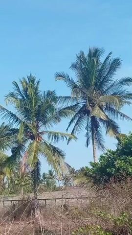 The video shows two tall coconut palm trees against a clear blue sky. The leaves of the palm trees are green and appear to be swaying slightly. In the foreground, there is dry brush and some vegetation. A low wall or barrier runs horizontally across the middle of the frame. The overall environment appears to be a sunny outdoor setting, possibly a tropical or coastal area. There are no people or animals visible in the video.