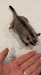 Pet owner documents sugar gliders during evening care routine