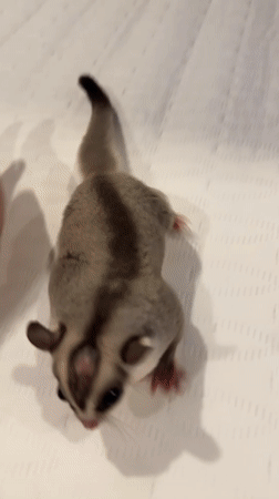 Pet owner documents sugar gliders during evening care routine