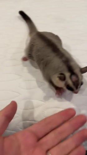 Pet owner documents sugar gliders during evening care routine