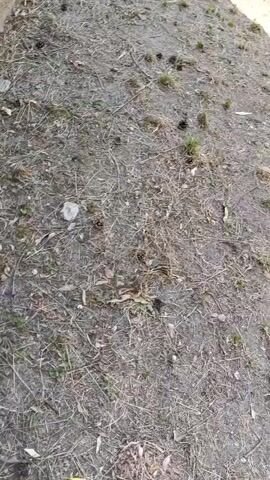 The video shows a patch of dry, dusty ground littered with small dark objects and a few fallen leaves. The ground slopes slightly upwards. A shadow is cast across the ground from an unseen object. The camera then pans to the right, revealing a rough, concrete wall partly covered by lush green foliage, possibly willow branches, hanging down. At the base of the wall, there are more fallen leaves and some metal objects that appear to be discarded sheets or panels. The foliage continues to dominate the frame as the camera moves further to the right. The overall impression is of an outdoor area, perhaps a backyard or an alleyway, that is somewhat overgrown and untidy.