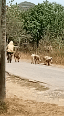Cows roam streets, daily life captured in Venezuelan towns