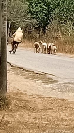Cows roam streets, daily life captured in Venezuelan towns