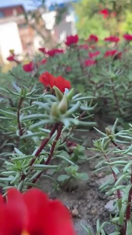 A close-up, low-angle video shows a patch of vibrant pink and red flowers with green, needle-like leaves. The camera slowly pans and zooms, focusing on individual blossoms and their delicate petals, as well as the rough, pebbly ground beneath the plants. The background is blurred, showing hints of a building and greenery, suggesting an outdoor garden setting. The lighting appears to be natural daylight, casting a soft glow on the scene.
