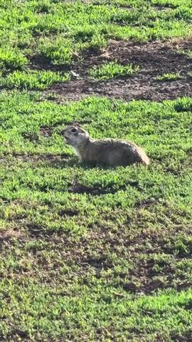 A gopher is shown in a grassy area with some patches of dirt. The gopher is facing to the left of the frame and appears to be looking up and to the left. The gopher is tan and brown with a lighter colored chest. The grass is green and appears to be freshly cut. The dirt patches are brown and appear dry. The lighting suggests it is daytime. The video is very short, lasting only a few seconds, and shows no other animals or people.