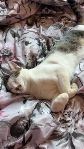 A white and gray cat is lying on a floral patterned comforter, sleeping with its eyes closed. A hand, with dark nail polish, is touching the cat's paw. The scene is indoors, likely on a bed, with soft lighting.