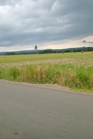 The video shows a view from a moving vehicle, likely a car, looking out the passenger side window. The road is paved and gray, with a strip of green grass and vegetation bordering it on the right. Beyond the grass, there is a large, flat field. Parts of the field appear to be harvested rice paddies, with dry stubble visible, while other areas are covered in green grass and some lighter-colored vegetation. In the distance, a single palm tree stands prominently in the middle of the field. The horizon is marked by a line of trees and hills. The sky is heavily overcast with dark, dramatic clouds, suggesting impending rain or stormy weather. There are no people or animals visible in the frame. The camera is tilted slightly downwards, capturing the road in the foreground.