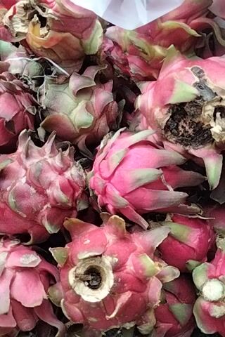 The video is a close-up shot of a pile of dragon fruits, some of which appear to be past their prime. The fruits are predominantly pink and green, with the characteristic spiky outer skin. Several fruits have dried or slightly damaged tips, and some show signs of decay around the stem area. A white plastic bag is partially visible on the left side of the frame, obscuring some of the fruits. The overall impression is of a collection of dragon fruits, possibly ready for disposal or processing.