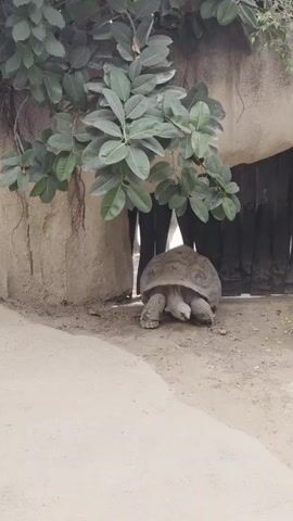 A large tortoise is seen from behind, facing a dark, wooden fence. It is positioned under a rock overhang and beneath the branches of a green-leafed tree. The ground is made of light-colored dirt and sand. The tortoise is mostly still, with its head slightly lowered. The video is short, lasting only about five seconds.