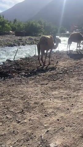 The video shows a scenic view of a river landscape with camels.

In the foreground, there is a dirt path or clearing, and a light brown camel stands near the riverbank, wearing what appears to be a yellow saddlebag-like covering. Another camel is partially visible to the right.

The river flows rapidly, with white water. In the background, there is a lush green area with trees and some structures, possibly small buildings or stalls.

The scene is framed by a large mountain in the background. The sky is bright with sunshine, though some clouds are visible.

Later in the video, the camera angle shifts slightly, revealing a makeshift green bridge and a dining area on the other side of the river. People can be seen walking and sitting around tables and chairs, suggesting a recreational or tourist spot.