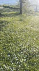Spring wildflower field documented in rural Bulgarian countryside