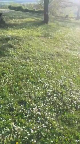 Spring wildflower field documented in rural Bulgarian countryside
