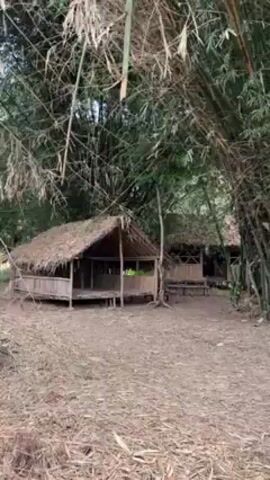 The video shows a wooded area with several small, rustic huts. The huts are made of wood and have thatched roofs. A clump of bamboo trees is in the foreground. The ground is covered in leaves. The overall impression is one of a peaceful, rural setting. The video is shot with a handheld camera.