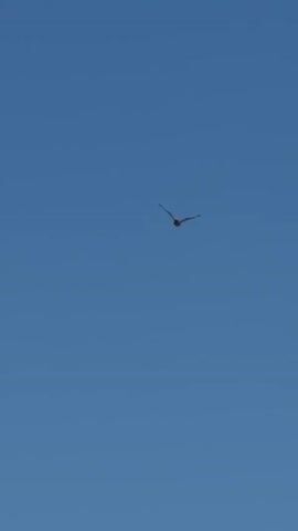 A bird is seen flying high in a clear, blue sky. The bird's wings are spread wide as it soars through the air. The sky is a uniform color with slight variations in shade. The bird appears small and distant against the vastness of the sky.