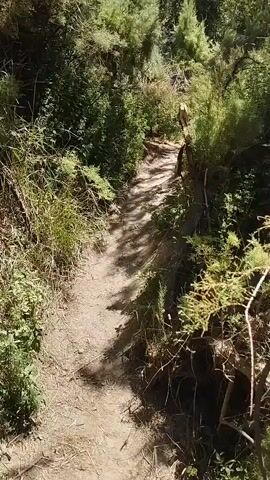 The video shows a narrow dirt path winding through a sun-dappled forest. Dense green foliage lines both sides of the path, with shadows cast by the trees creating a dappled effect on the ground. The path appears to be a trail, possibly for hiking or biking, as it is worn and slightly uneven. The overall impression is one of a natural, outdoor environment.
