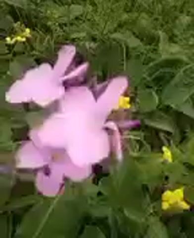 The video is a close-up shot of pink flowers with yellow flowers in the background. The flowers are in focus and the background is blurred. The lighting is natural and the scene is outdoors. The video is short and does not contain any action or interaction.